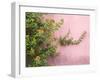 Portugal, Obidos. Colorful lantana vine growing against a pink wall.-Julie Eggers-Framed Photographic Print