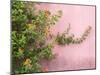 Portugal, Obidos. Colorful lantana vine growing against a pink wall.-Julie Eggers-Mounted Photographic Print