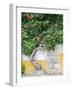 Portugal, Obidos. Large trumpet vine growing against a wall in the streets of Obidos.-Julie Eggers-Framed Photographic Print