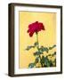 Portugal, Obidos. Red rose growing against a bright yellow painted home.-Julie Eggers-Framed Photographic Print