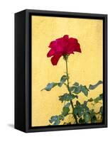 Portugal, Obidos. Red rose growing against a bright yellow painted home.-Julie Eggers-Framed Stretched Canvas