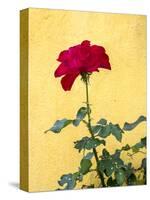Portugal, Obidos. Red rose growing against a bright yellow painted home.-Julie Eggers-Stretched Canvas