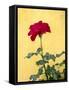 Portugal, Obidos. Red rose growing against a bright yellow painted home.-Julie Eggers-Framed Stretched Canvas