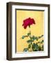 Portugal, Obidos. Red rose growing against a bright yellow painted home.-Julie Eggers-Framed Photographic Print