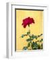 Portugal, Obidos. Red rose growing against a bright yellow painted home.-Julie Eggers-Framed Photographic Print