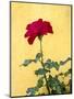 Portugal, Obidos. Red rose growing against a bright yellow painted home.-Julie Eggers-Mounted Photographic Print