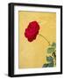 Portugal, Obidos. red rose growing against a bright yellow painted home.-Julie Eggers-Framed Photographic Print