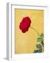 Portugal, Obidos. red rose growing against a bright yellow painted home.-Julie Eggers-Framed Photographic Print