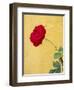 Portugal, Obidos. red rose growing against a bright yellow painted home.-Julie Eggers-Framed Photographic Print