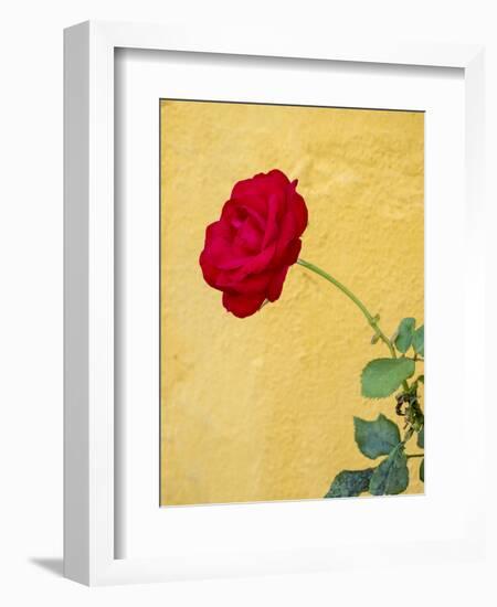 Portugal, Obidos. red rose growing against a bright yellow painted home.-Julie Eggers-Framed Photographic Print