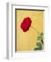 Portugal, Obidos. red rose growing against a bright yellow painted home.-Julie Eggers-Framed Photographic Print