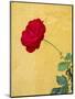 Portugal, Obidos. red rose growing against a bright yellow painted home.-Julie Eggers-Mounted Photographic Print