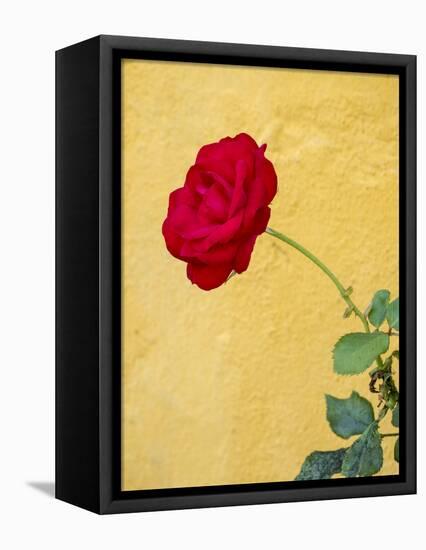 Portugal, Obidos. red rose growing against a bright yellow painted home.-Julie Eggers-Framed Stretched Canvas