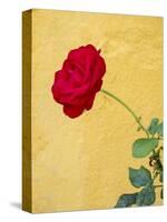 Portugal, Obidos. red rose growing against a bright yellow painted home.-Julie Eggers-Stretched Canvas