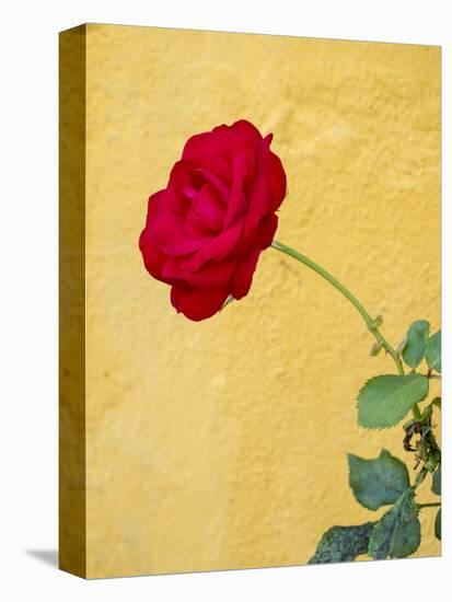 Portugal, Obidos. red rose growing against a bright yellow painted home.-Julie Eggers-Stretched Canvas