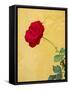 Portugal, Obidos. red rose growing against a bright yellow painted home.-Julie Eggers-Framed Stretched Canvas