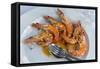 Portugal, Porto, Shrimp with Garlic and Butter-Jim Engelbrecht-Framed Stretched Canvas