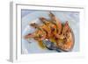 Portugal, Porto, Shrimp with Garlic and Butter-Jim Engelbrecht-Framed Photographic Print