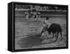 Portuguese Bullfight-null-Framed Stretched Canvas