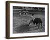 Portuguese Bullfight-null-Framed Photographic Print
