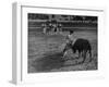Portuguese Bullfight-null-Framed Photographic Print