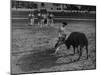 Portuguese Bullfight-null-Mounted Photographic Print