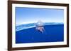 Portuguese man o' war floating on sea surface, Atlantic Ocean-Franco Banfi-Framed Photographic Print