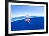 Portuguese man o' war floating on sea surface, Atlantic Ocean-Franco Banfi-Framed Photographic Print