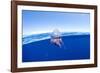 Portuguese man o' war floating on sea surface, Atlantic Ocean-Franco Banfi-Framed Photographic Print