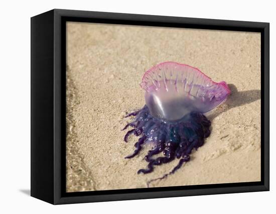 Portuguese Man O' War Jellyfish, Turneffe Caye, Belize-Stuart Westmoreland-Framed Stretched Canvas