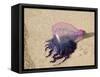Portuguese Man O' War Jellyfish, Turneffe Caye, Belize-Stuart Westmoreland-Framed Stretched Canvas