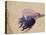 Portuguese Man O' War Jellyfish, Turneffe Caye, Belize-Stuart Westmoreland-Stretched Canvas