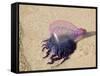 Portuguese Man O' War Jellyfish, Turneffe Caye, Belize-Stuart Westmoreland-Framed Stretched Canvas