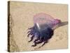 Portuguese Man O' War Jellyfish, Turneffe Caye, Belize-Stuart Westmoreland-Stretched Canvas