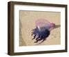 Portuguese Man O' War Jellyfish, Turneffe Caye, Belize-Stuart Westmoreland-Framed Photographic Print