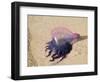 Portuguese Man O' War Jellyfish, Turneffe Caye, Belize-Stuart Westmoreland-Framed Photographic Print