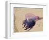 Portuguese Man O' War Jellyfish, Turneffe Caye, Belize-Stuart Westmoreland-Framed Photographic Print