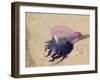 Portuguese Man O' War Jellyfish, Turneffe Caye, Belize-Stuart Westmoreland-Framed Photographic Print