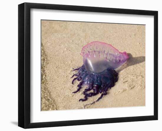 Portuguese Man O' War Jellyfish, Turneffe Caye, Belize-Stuart Westmoreland-Framed Photographic Print