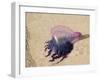 Portuguese Man O' War Jellyfish, Turneffe Caye, Belize-Stuart Westmoreland-Framed Photographic Print