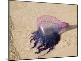 Portuguese Man O' War Jellyfish, Turneffe Caye, Belize-Stuart Westmoreland-Mounted Photographic Print