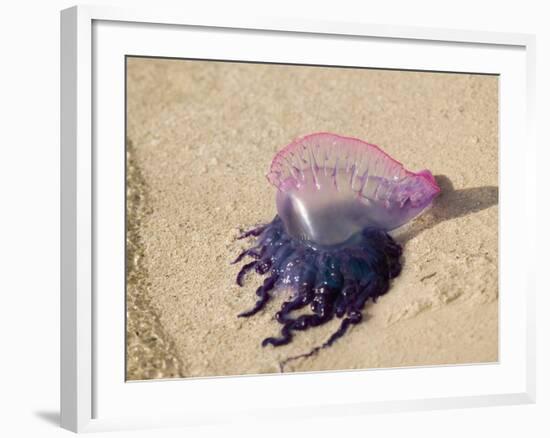 Portuguese Man O' War Jellyfish, Turneffe Caye, Belize-Stuart Westmoreland-Framed Photographic Print