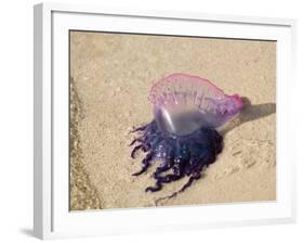 Portuguese Man O' War Jellyfish, Turneffe Caye, Belize-Stuart Westmoreland-Framed Photographic Print