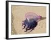 Portuguese Man O' War Jellyfish, Turneffe Caye, Belize-Stuart Westmoreland-Framed Photographic Print