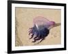 Portuguese Man O' War Jellyfish, Turneffe Caye, Belize-Stuart Westmoreland-Framed Photographic Print