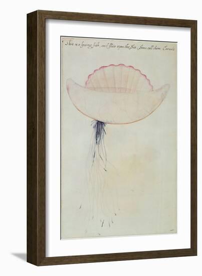 Portuguese Man-O'-War-John White-Framed Giclee Print