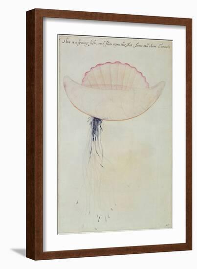 Portuguese Man-O'-War-John White-Framed Giclee Print