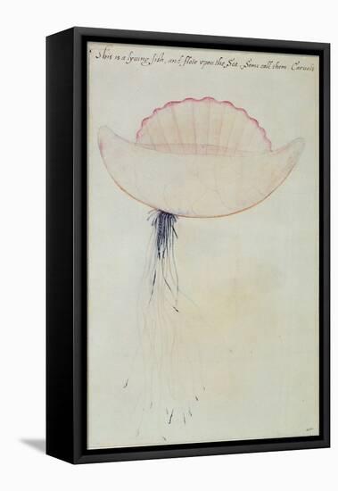 Portuguese Man-O'-War-John White-Framed Stretched Canvas