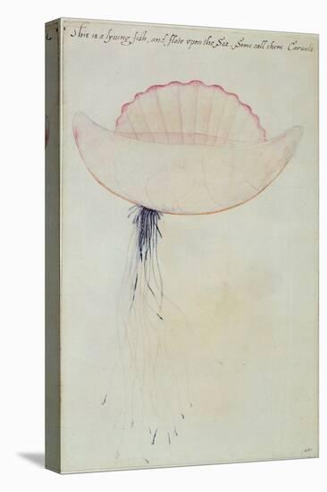 Portuguese Man-O'-War-John White-Stretched Canvas