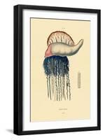 Portuguese Man-Of-War, 1833-39-null-Framed Giclee Print